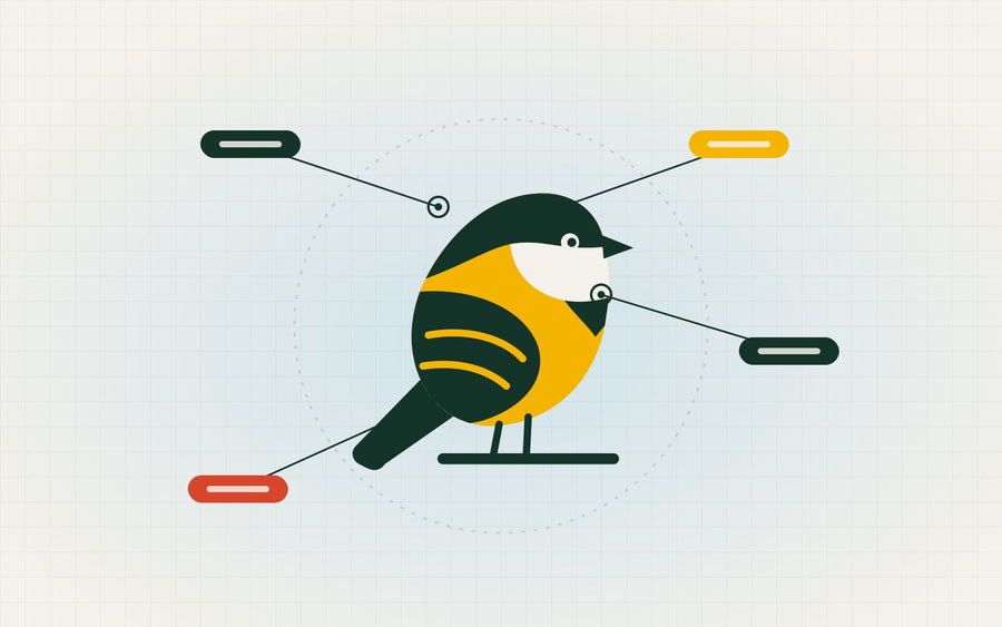 Bird ID Like a Pro: The Four-Key Method Trackers Use