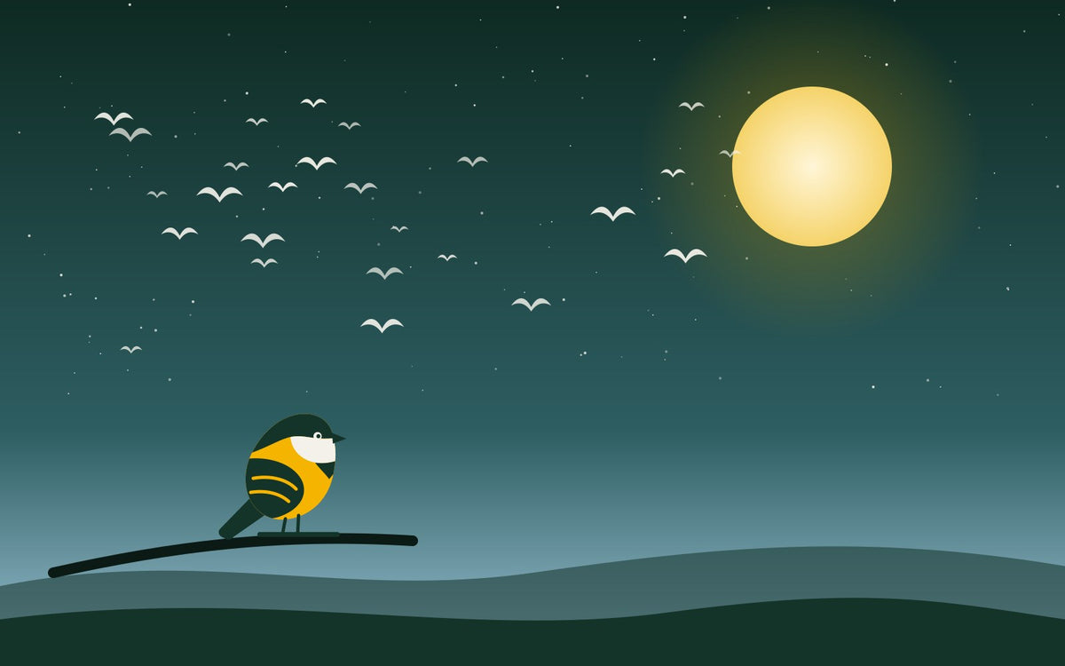 Fall Migration Field Plan: How to Track Night Migrants From Your Backyard