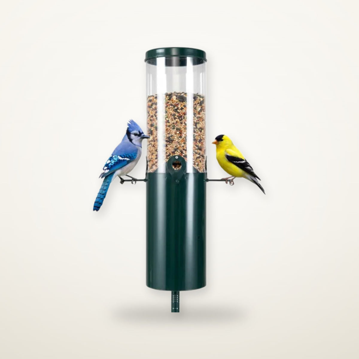 Sentinel standing squirrel-proof tube feeder with blue jay and goldfinch